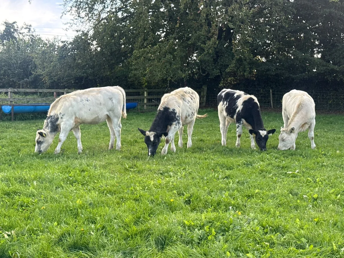 4 Belgian Blue Heifer Weanlings - Image 1
