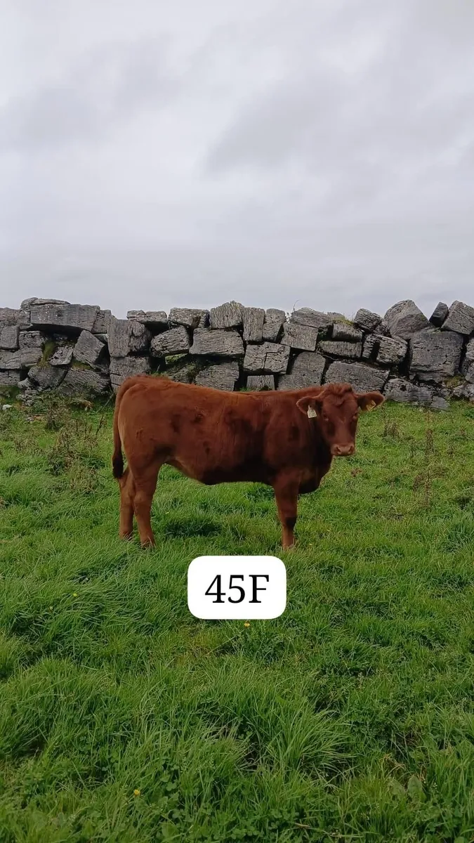 Organic Cattle - Image 2