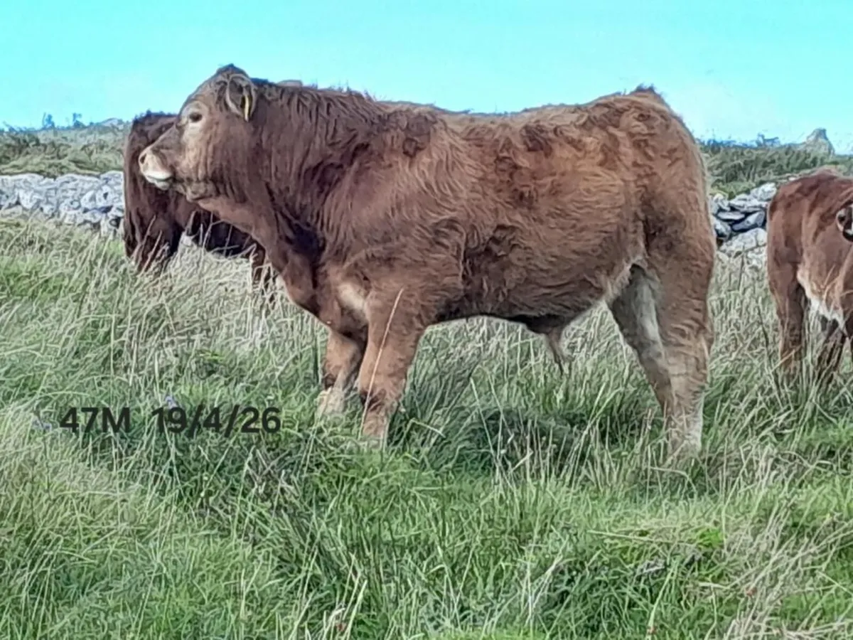 Organic Cattle - Image 1