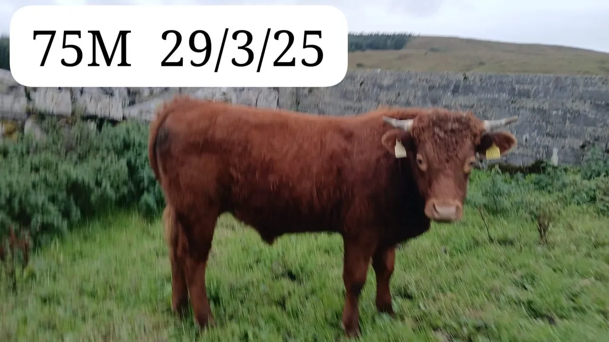 Organic Cattle - Image 3