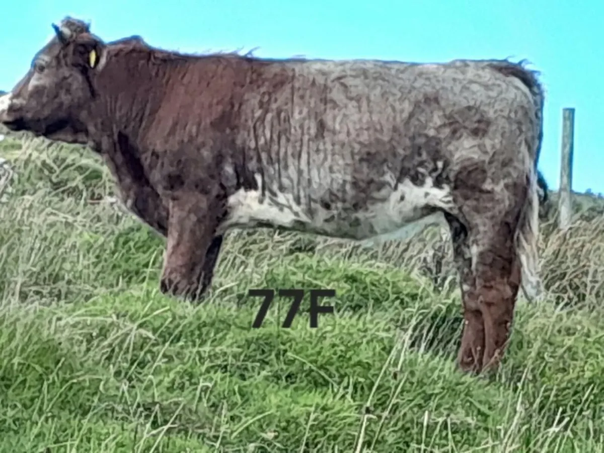 Organic Cattle - Image 4