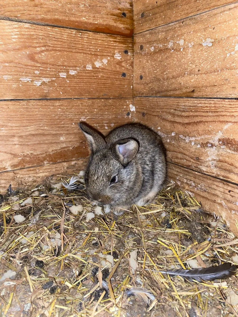 Baby Flemish Rabbits - Image 1