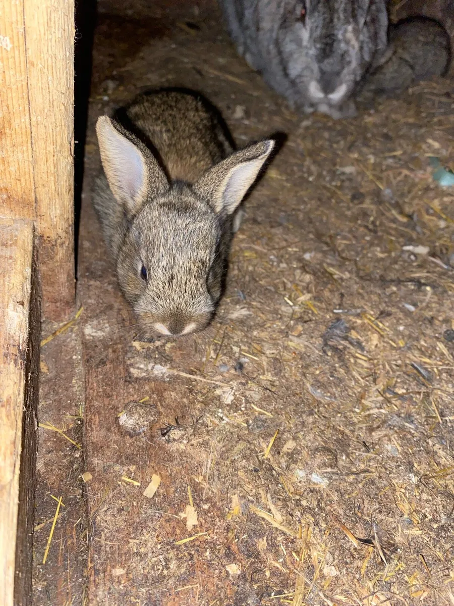 Baby Flemish Rabbits - Image 2