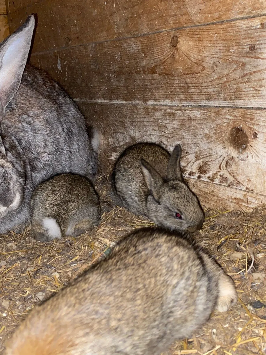 Baby Flemish Rabbits - Image 3