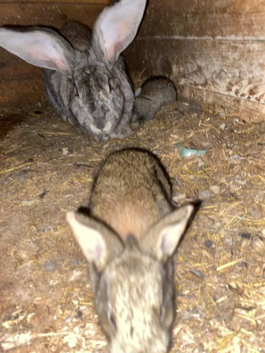 Baby Flemish Rabbits - Image 4
