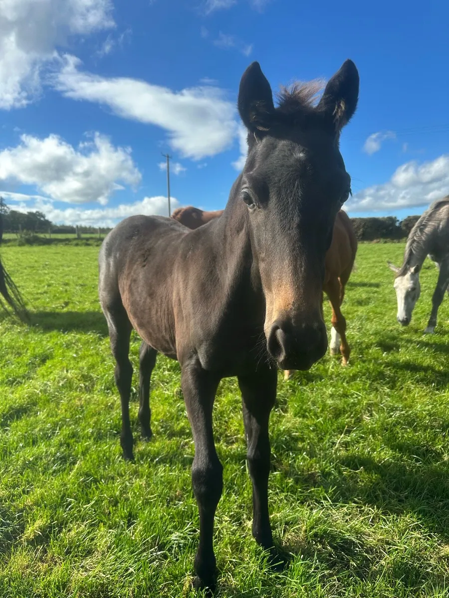 Filly Foal : Avos Jordan Z x 1.45m mare - Image 2
