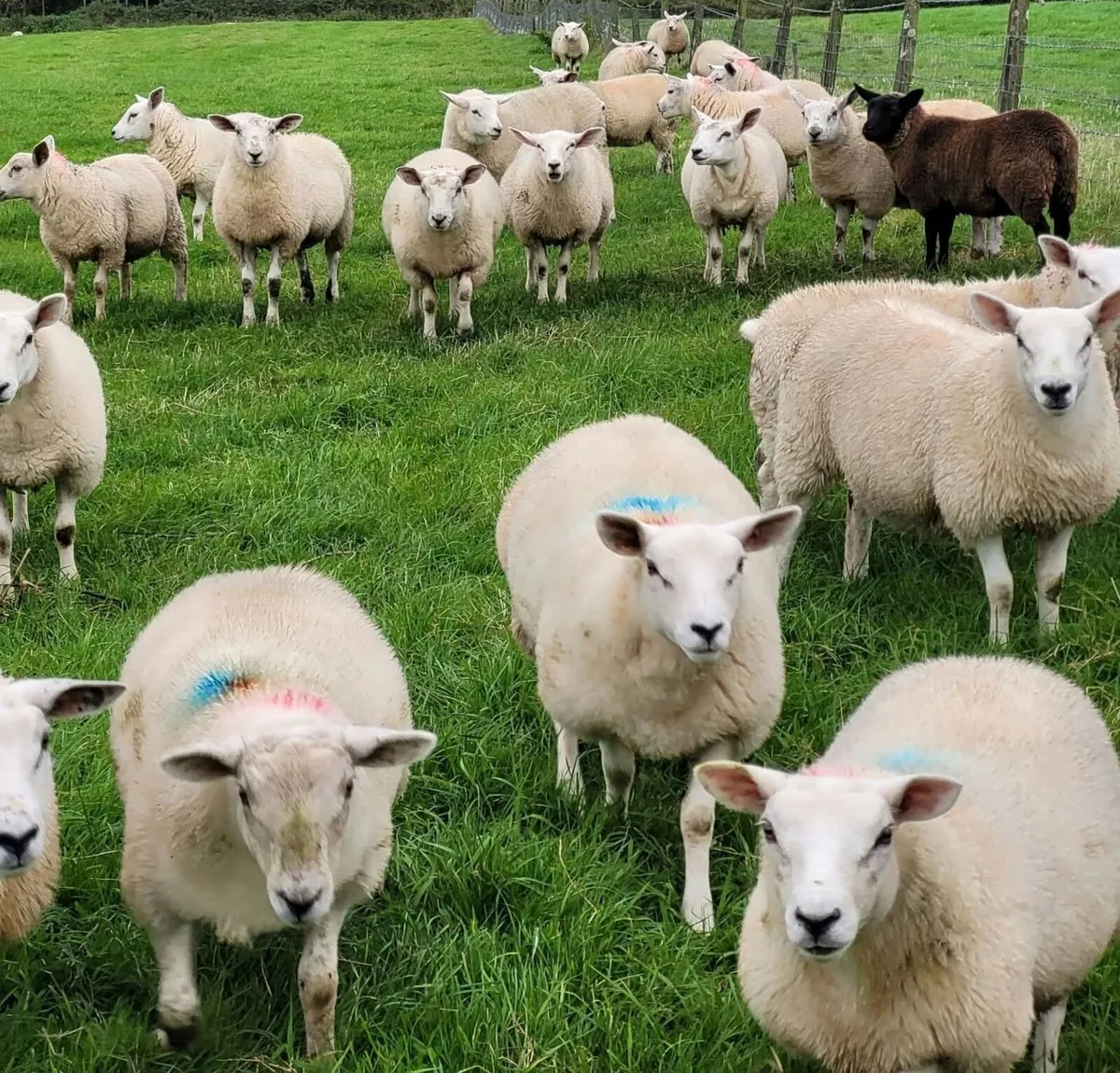 Breeding Ewe Lambs - Ready to Go - Image 2