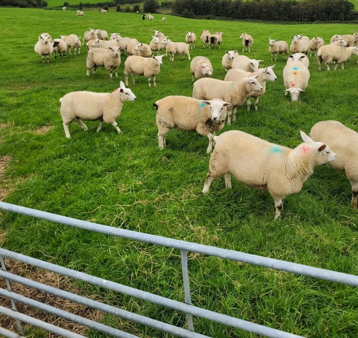 Breeding Ewe Lambs - Ready to Go - Image 3