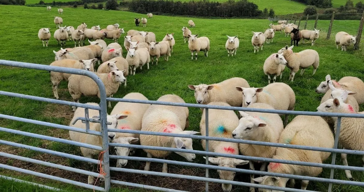Breeding Ewe Lambs - Ready to Go - Image 4