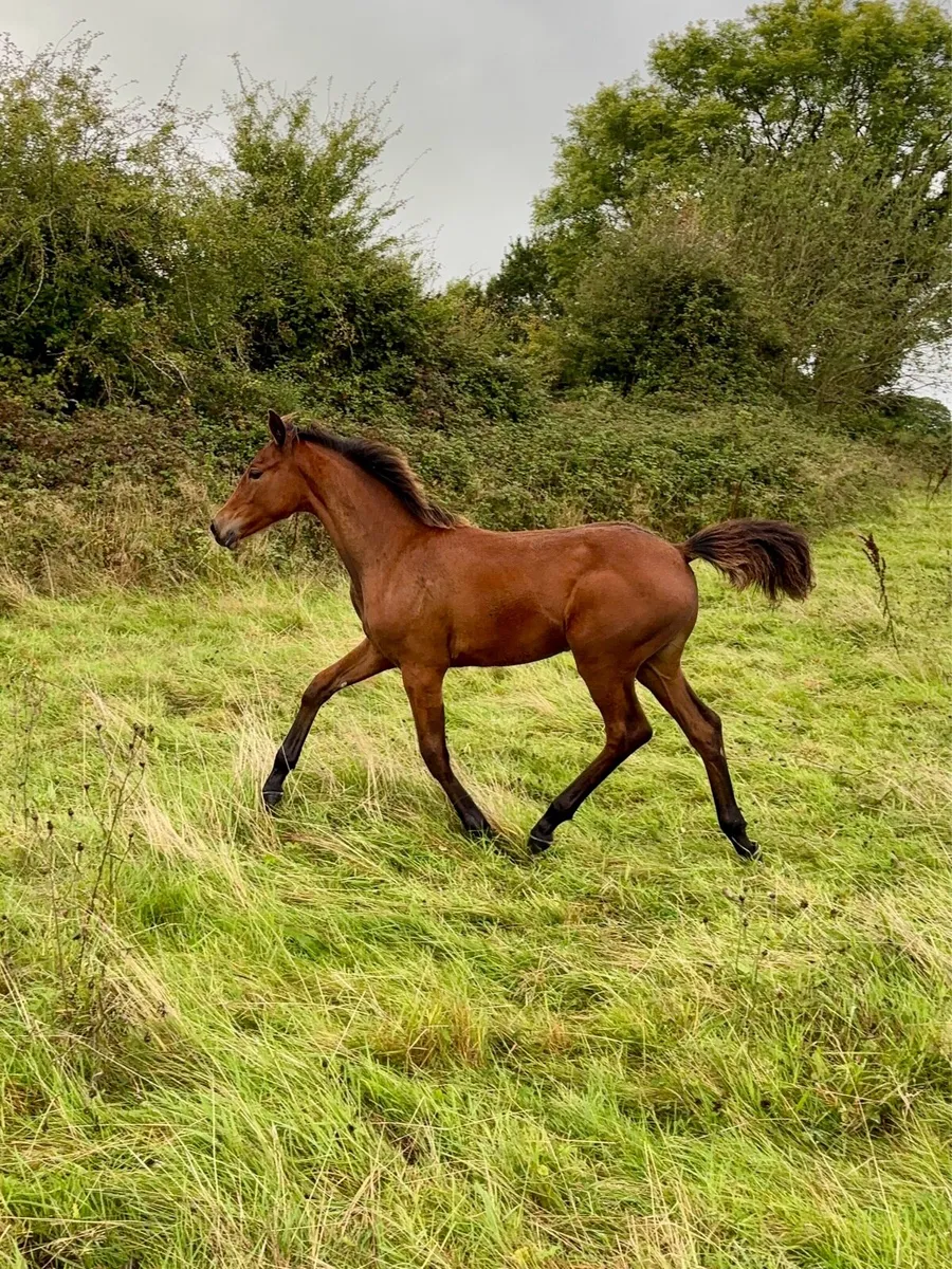 CSF Castlelawn emerald X Quidam De Revel - Image 1