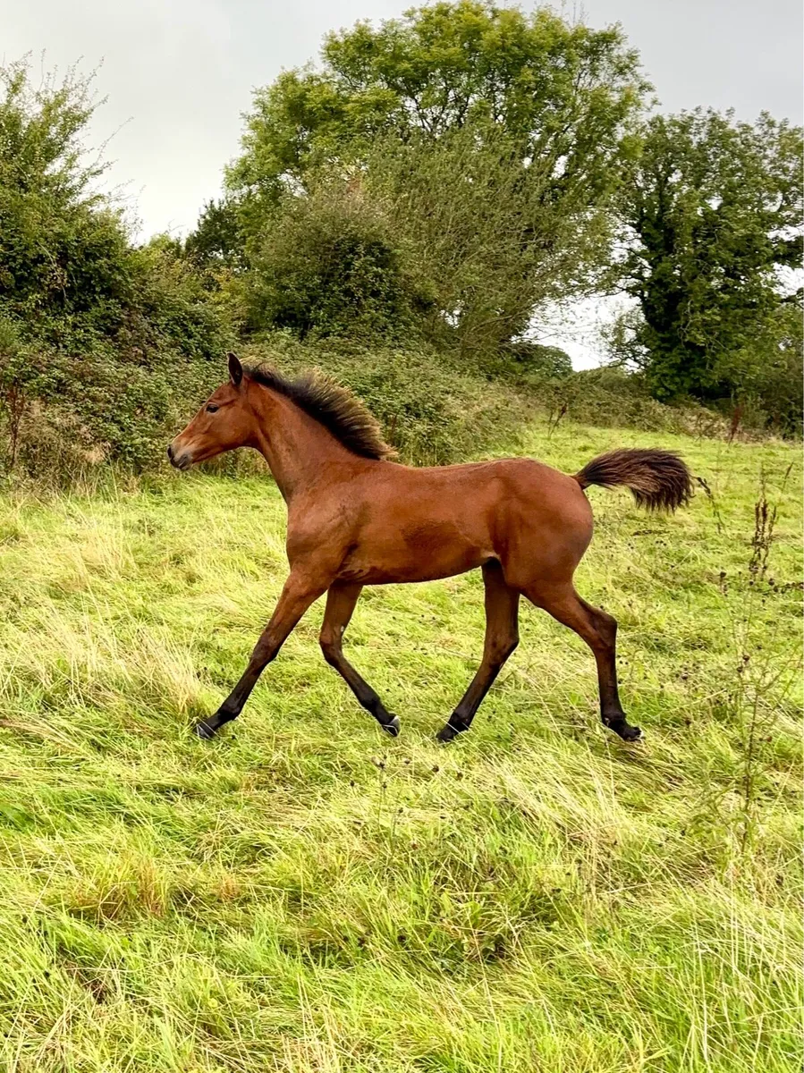 CSF Castlelawn emerald X Quidam De Revel - Image 2
