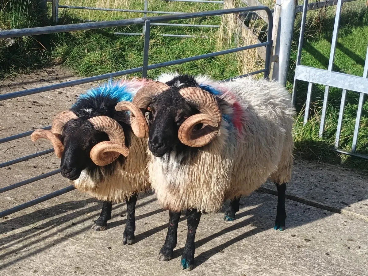 Mayo blackfaced mountain rams - Image 2