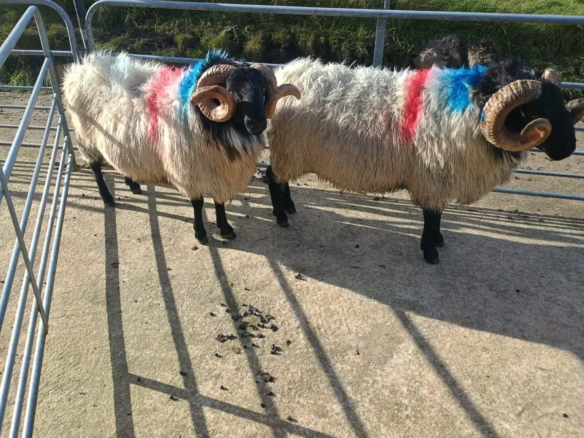 Mayo blackfaced mountain rams - Image 3