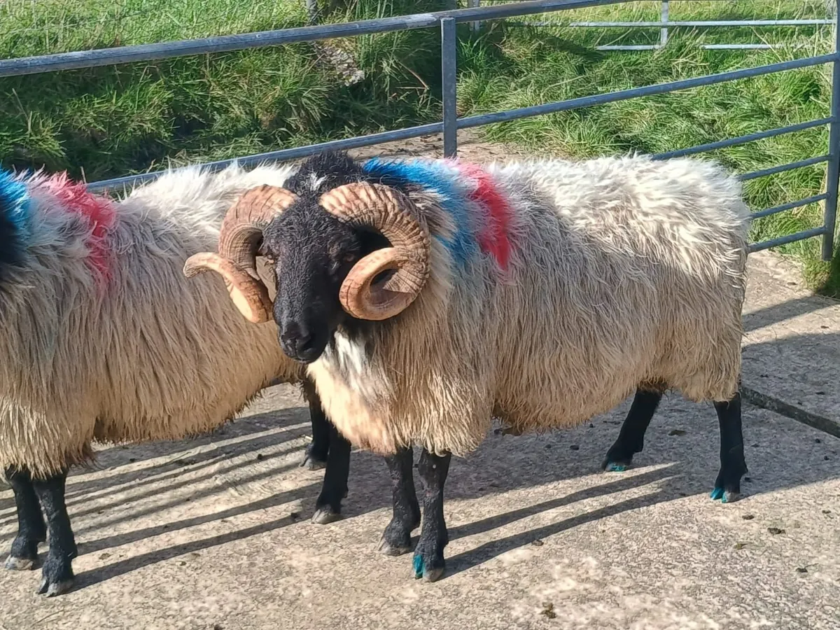 Mayo blackfaced mountain rams - Image 4