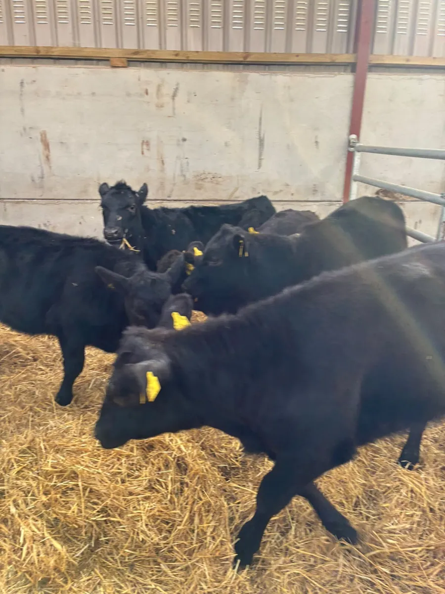Beef bred Angus heifers - Image 2