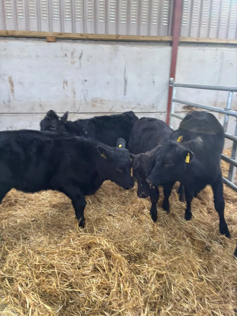 Beef bred Angus heifers - Image 1