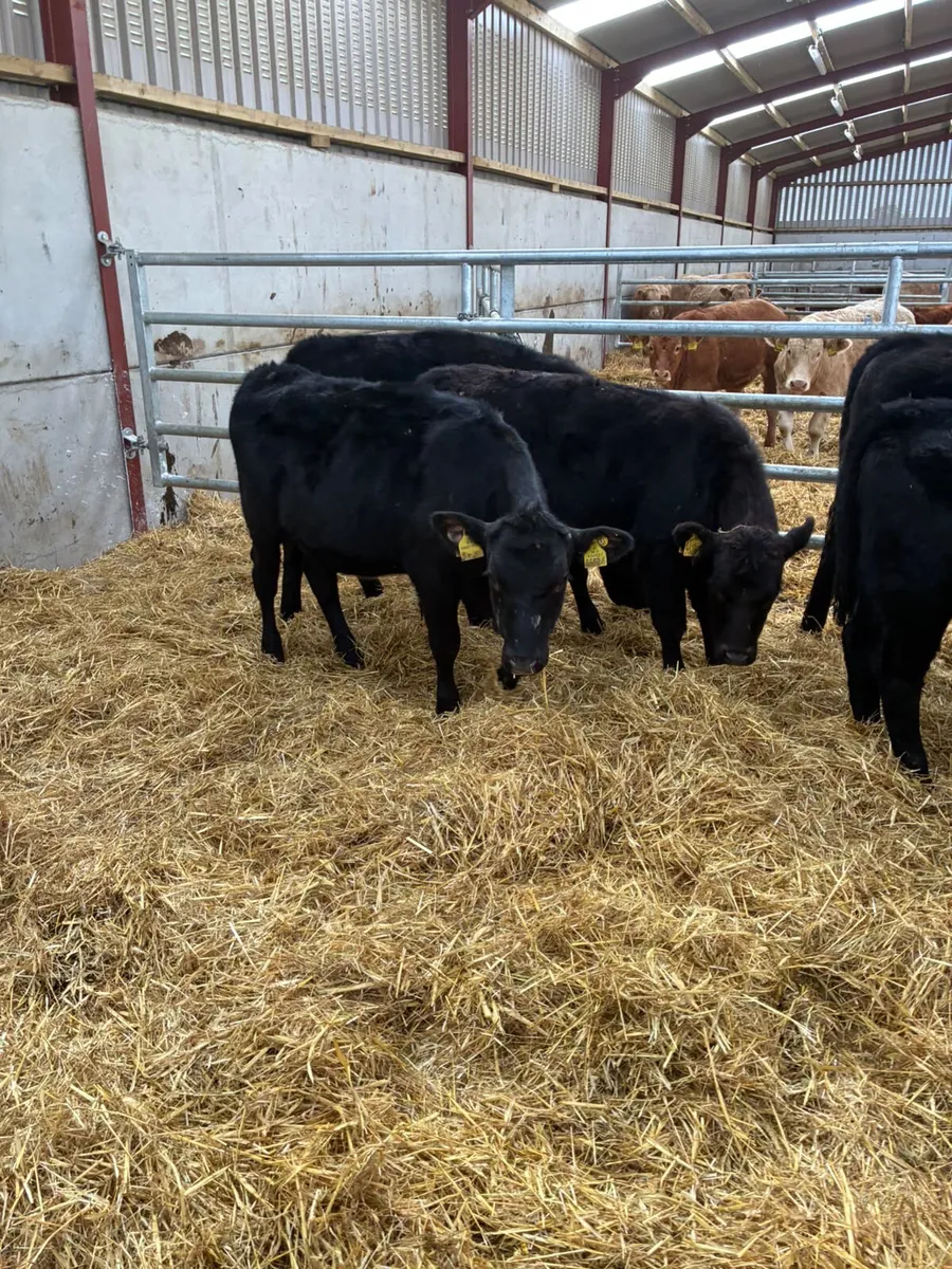 Beef bred Angus heifers - Image 4