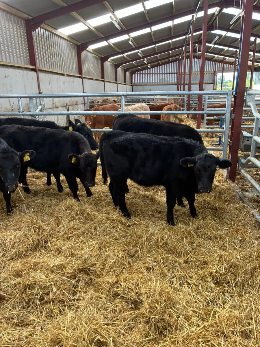 Beef bred Angus heifers - Image 3