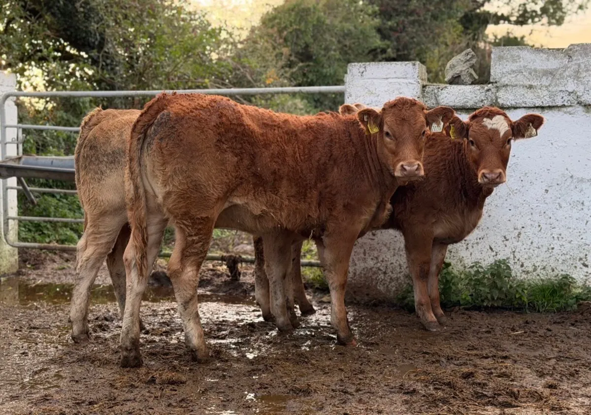 ⭐️3 Smashing Continental Heifer Weanlings⭐️ - Image 1