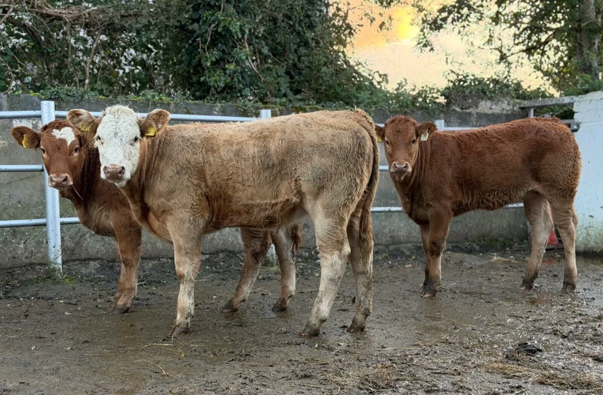 ⭐️3 Smashing Continental Heifer Weanlings⭐️ - Image 2