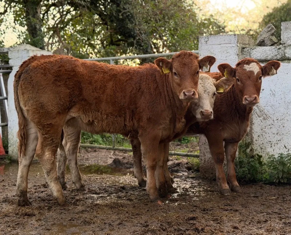 ⭐️3 Smashing Continental Heifer Weanlings⭐️ - Image 3