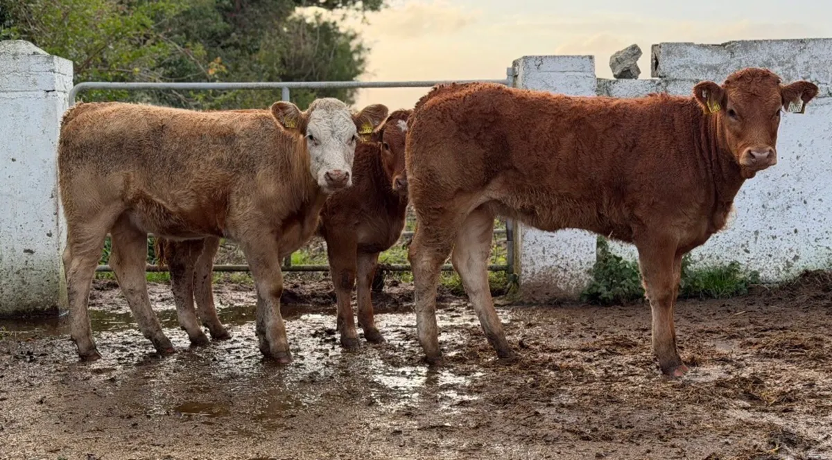 ⭐️3 Smashing Continental Heifer Weanlings⭐️ - Image 4