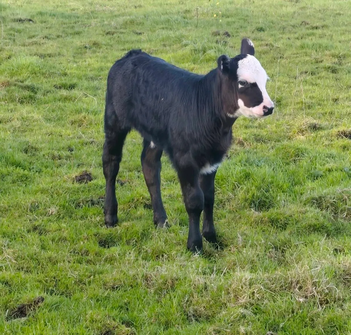 2 Limousin Heifer Foster Calves - Suckler Bred - Image 3