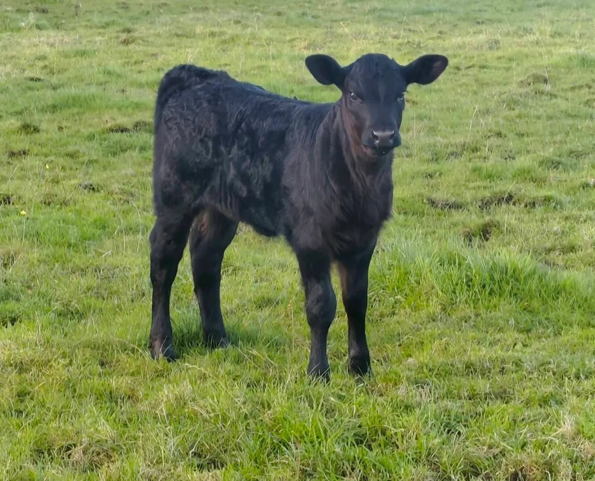 2 Limousin Heifer Foster Calves - Suckler Bred - Image 4