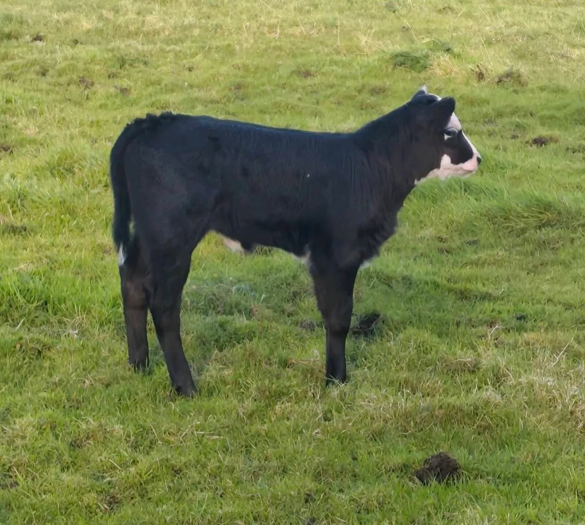 Limousin Heifer Foster Calf - Suckler Bred - Image 3
