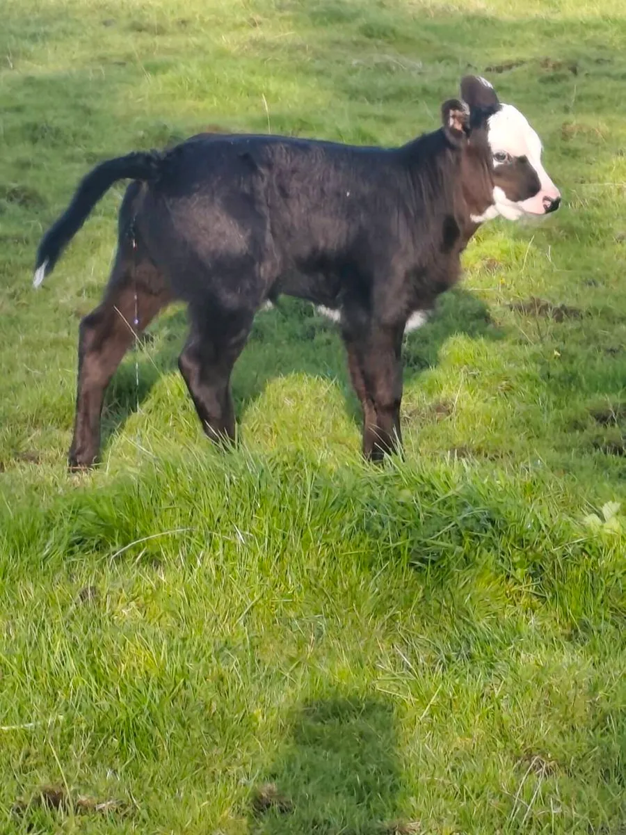 Limousin Heifer Foster Calf - Suckler Bred - Image 4