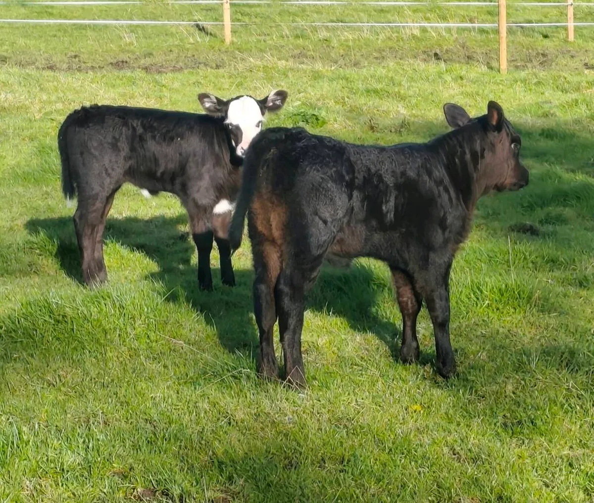 2 Limousin Heifer Foster Calves - Suckler Bred - Image 2