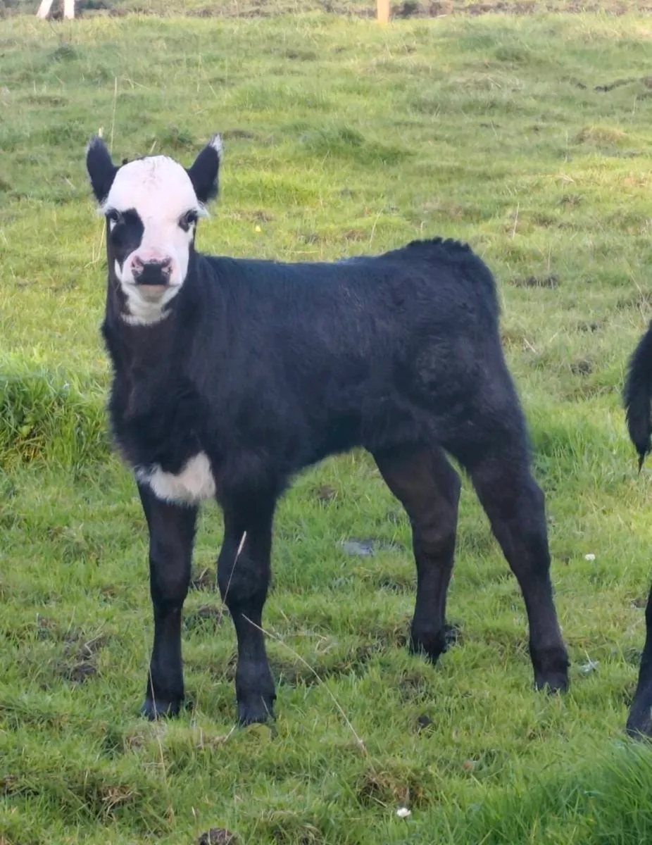 Limousin Heifer Foster Calf - Suckler Bred - Image 2