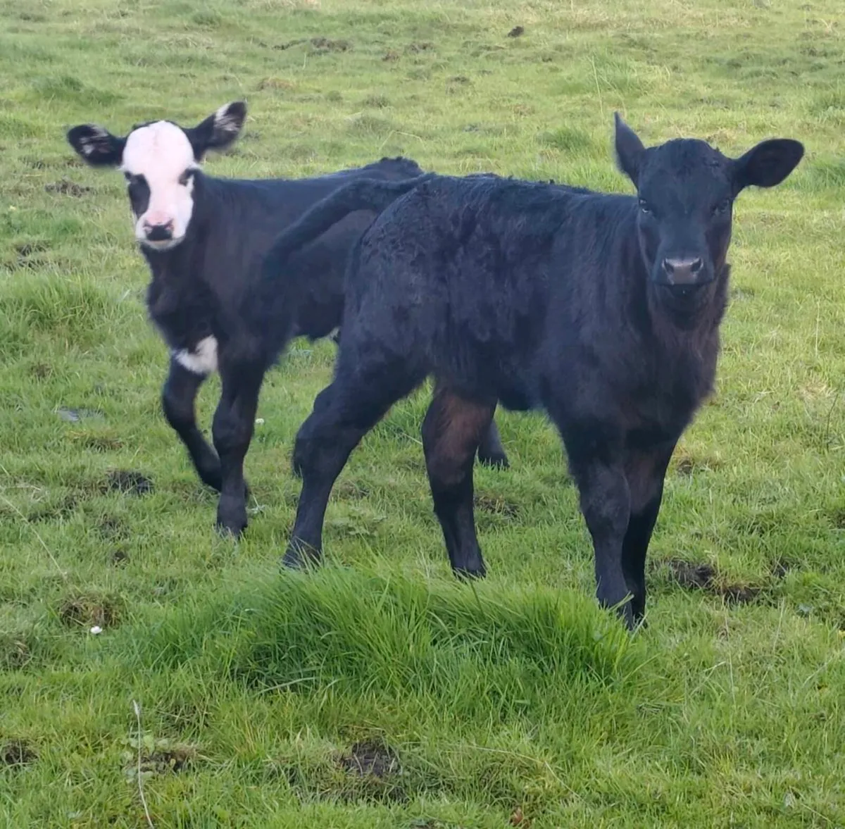 2 Limousin Heifer Foster Calves - Suckler Bred - Image 1