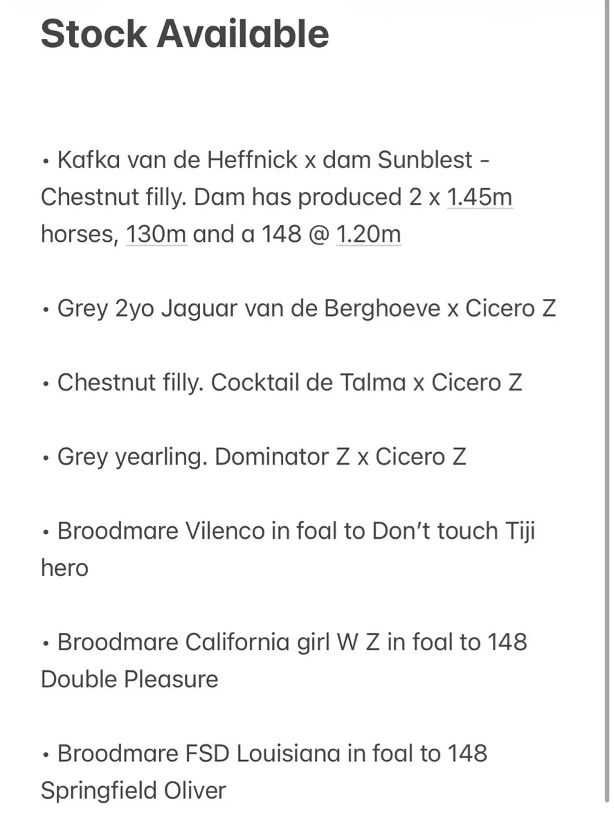 Filly Foal : Avos Jordan Z x 1.45m mare - Image 4