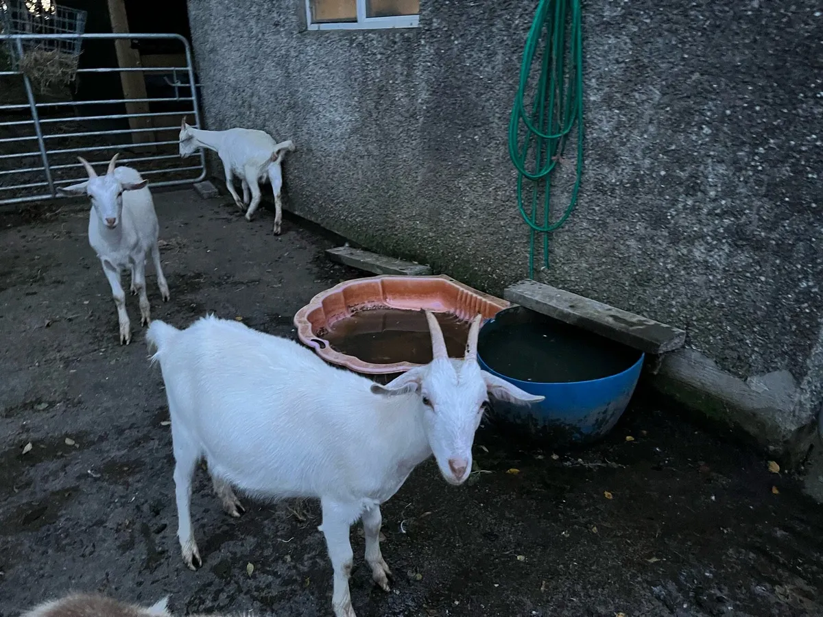 Goat - Image 1