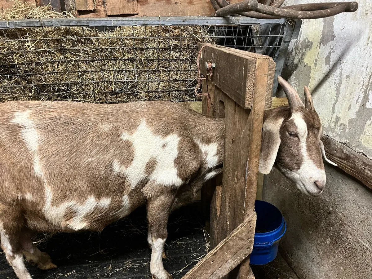 Goat - Image 2