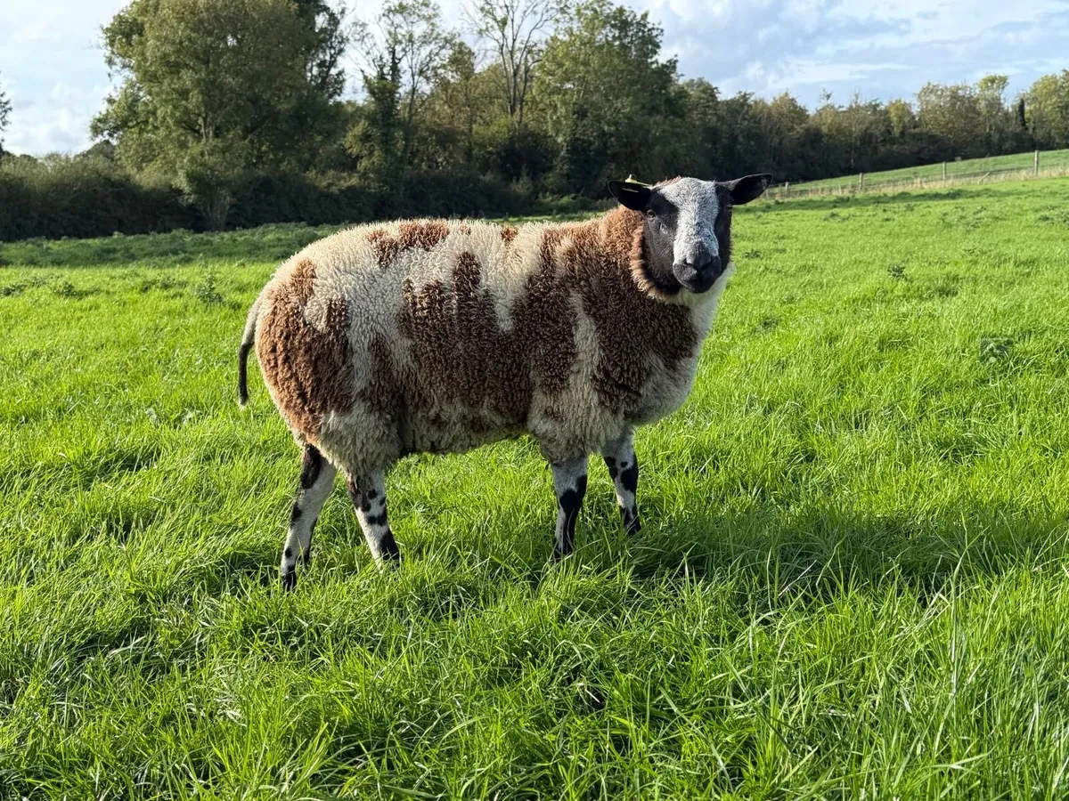 Dutch Spotted Ram lamb - Image 2