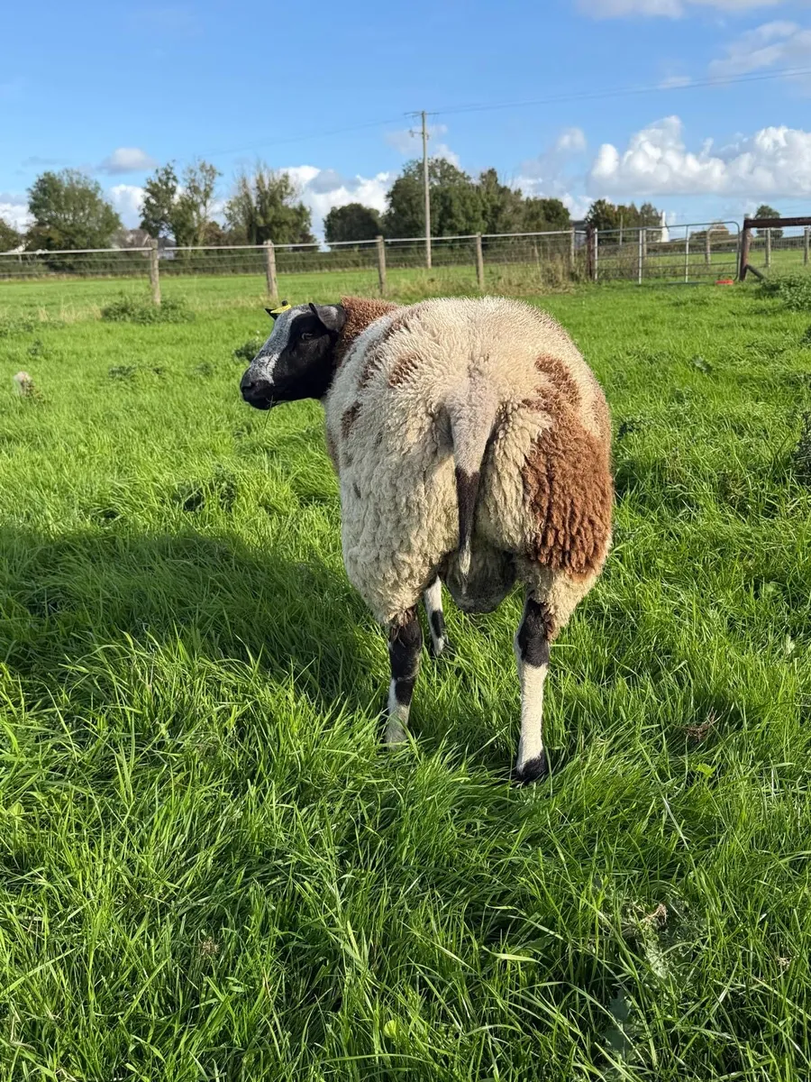 Dutch Spotted Ram lamb - Image 3