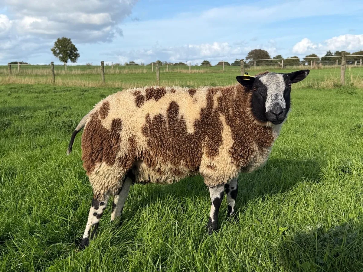 Dutch Spotted Ram lamb - Image 4