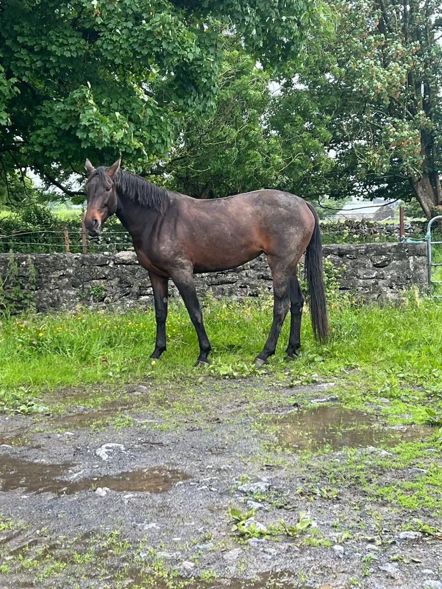3 year old filly - Image 4