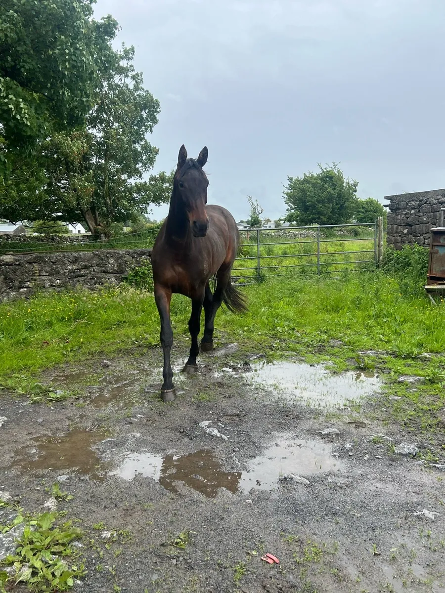 3 year old filly - Image 1