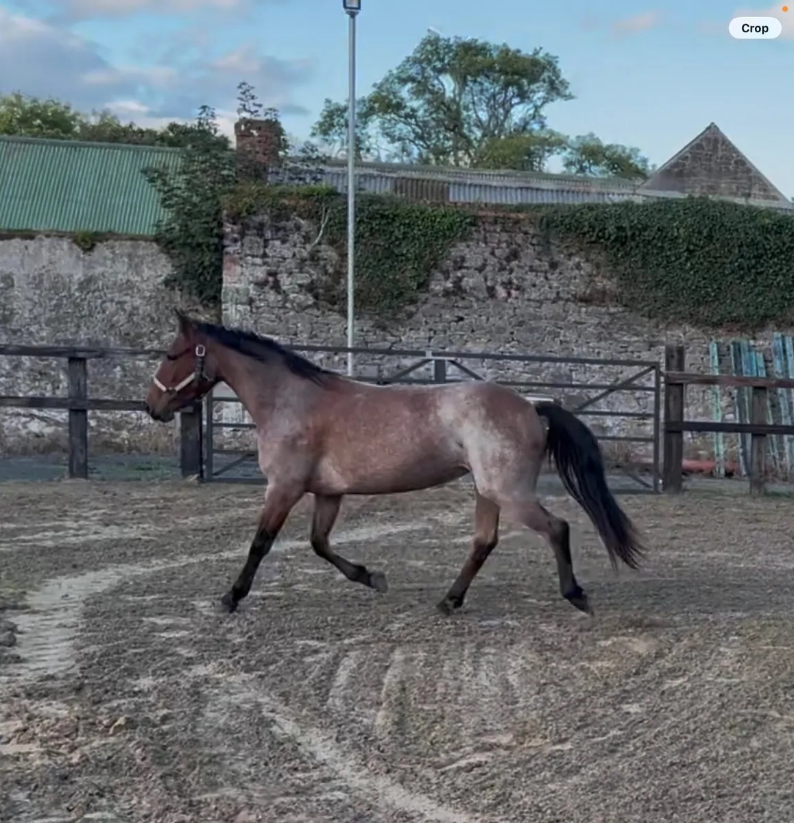 Connemara Pony 2 Year old filly - Image 1