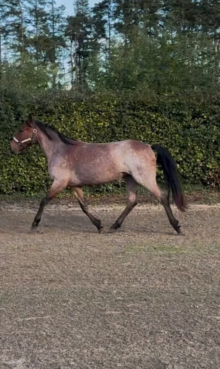 Connemara Pony 2 Year old filly - Image 2