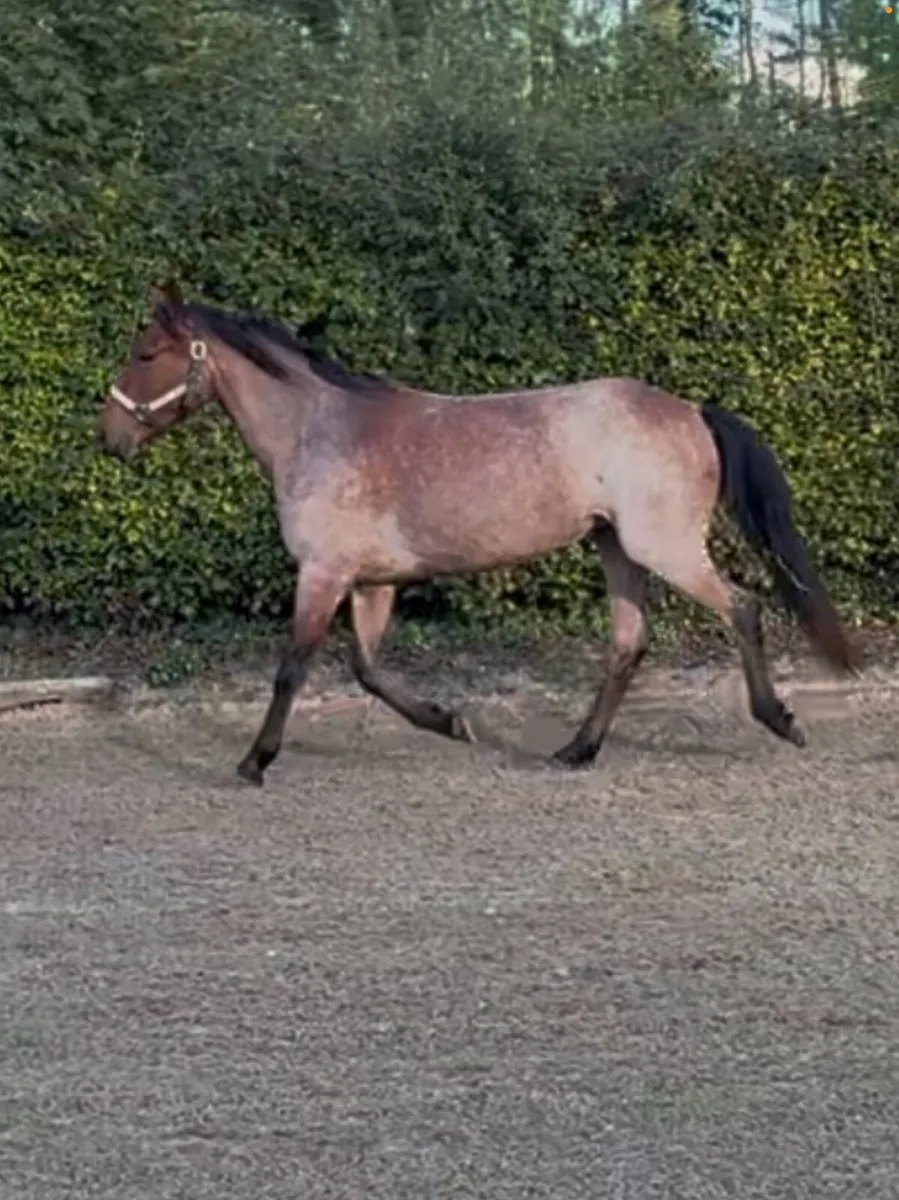Connemara Pony 2 Year old filly - Image 3