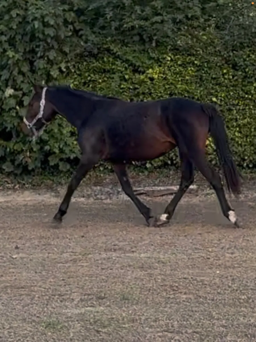 Connemara Pony 2 Year old Filly - Image 1