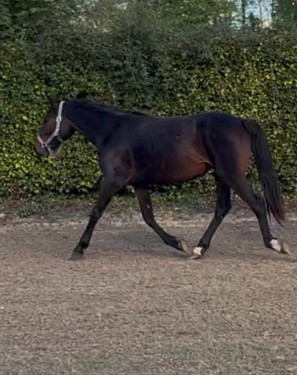 Connemara Pony 2 Year old Filly - Image 2