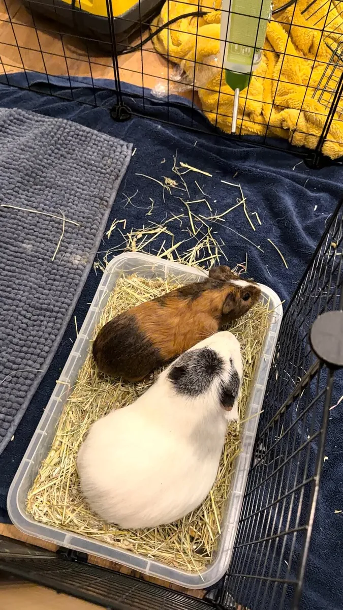 Guinea pig - Image 3