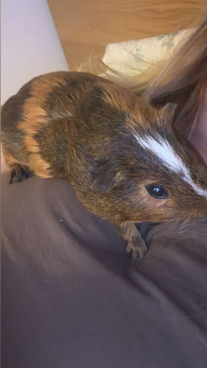 Guinea pig - Image 4