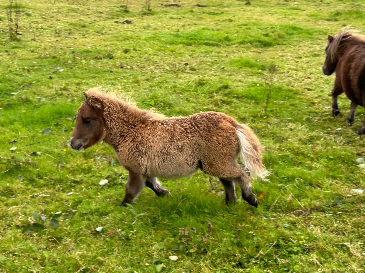 Miniature Shetland Ponies - Image 2