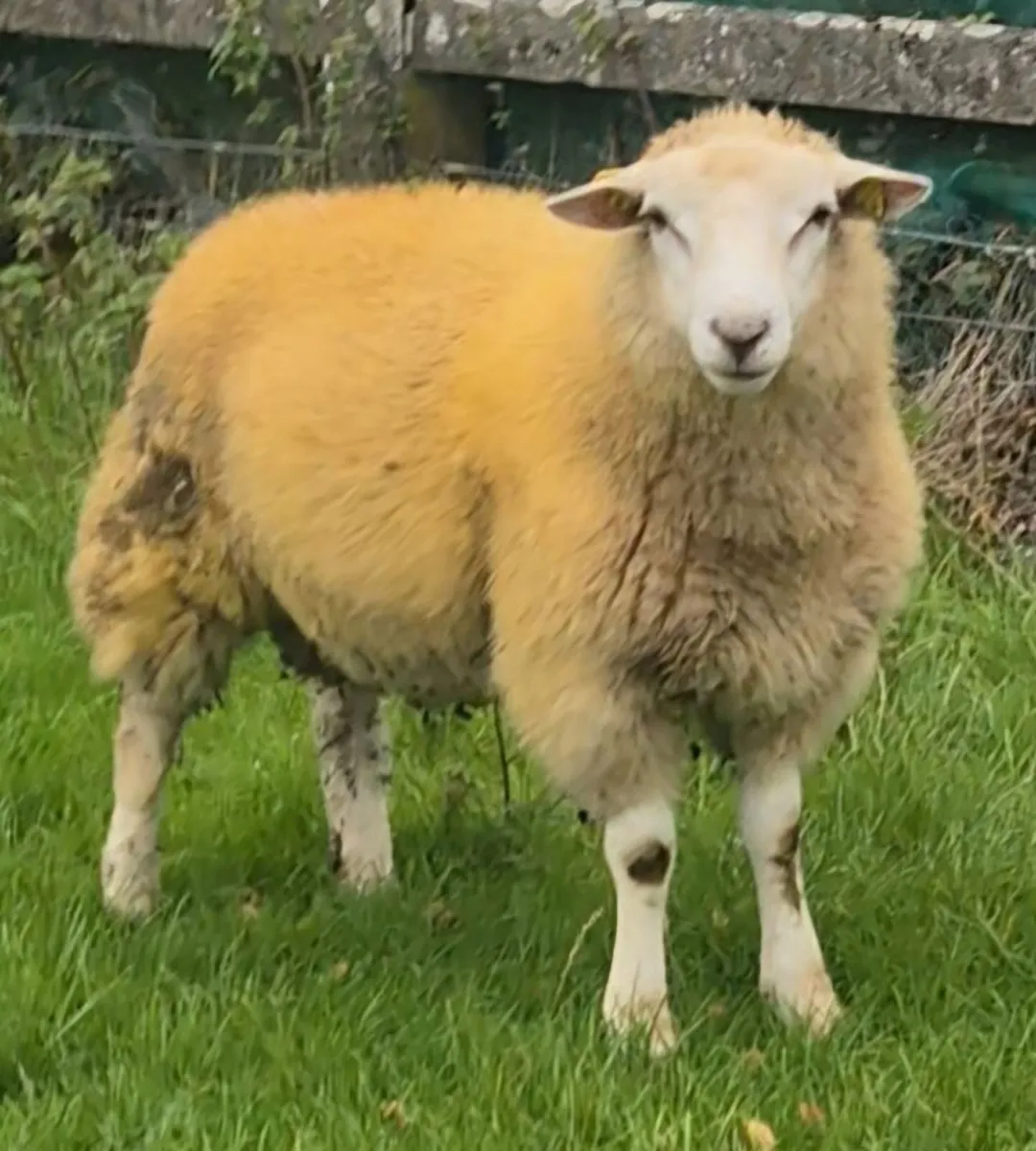 SIS Eligible Pedigree Belclare Lamb €250 - Image 1